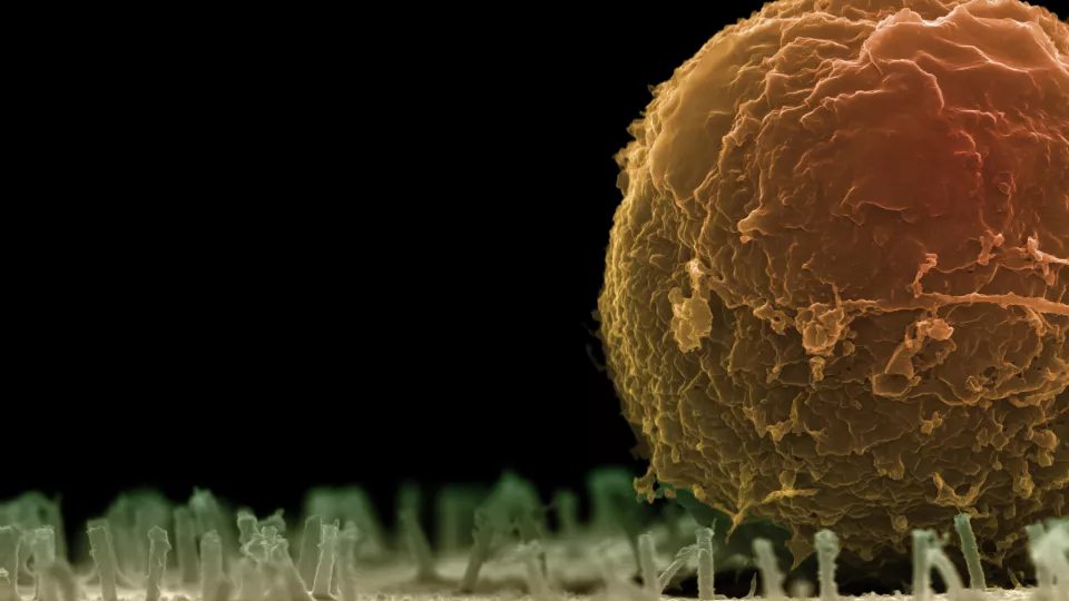 Extreme close-up of a cell on nano-straws.