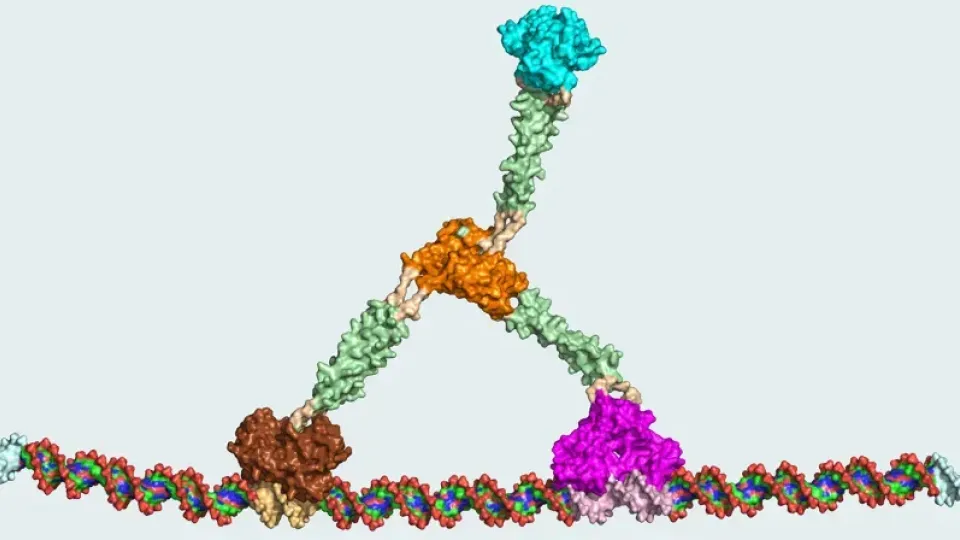 A protein motor with “legs”. Illustration.