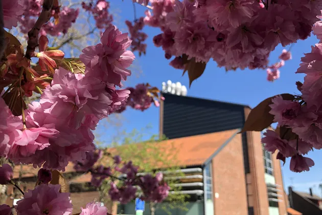 Photo of flowers in front of a building.