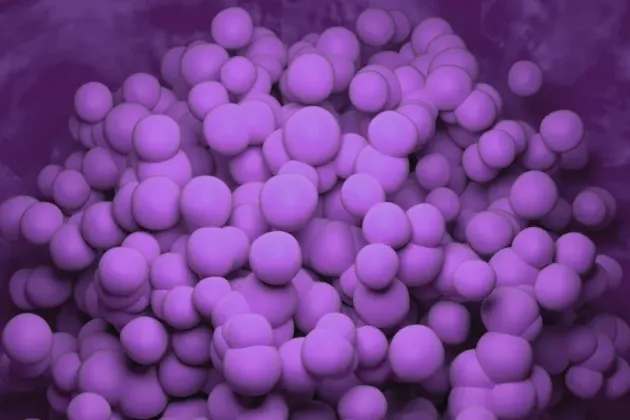 Purple photo of cells.