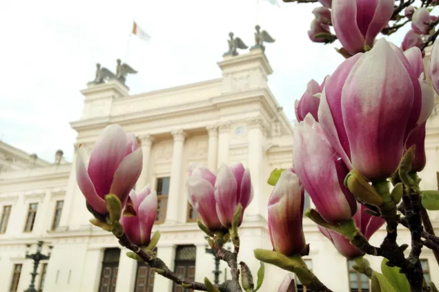 Photo of magnolias outside the University Main Building.