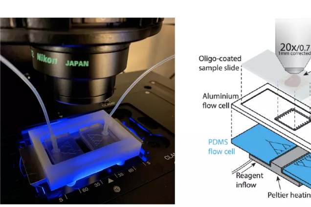Microscopy setup for sequencing of genetic sequences inside brain tissue