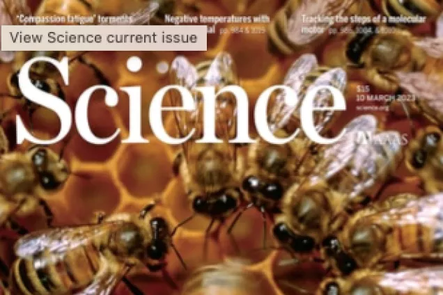 Photo of a journal cover: lots of bees.
