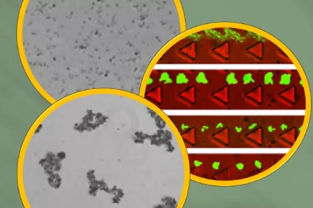 Image of bacterial clusters