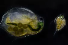 Photo of colorful plankton