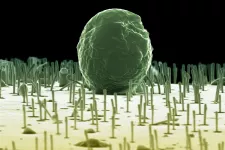  Electron microscopy image of algae sitting on the nanowires.