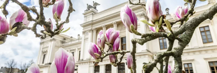 Flowering magnolias to symbolize spring term. Foto: Kennet Ruona 