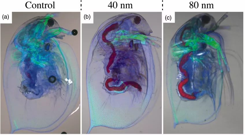 Photos of Daphnia magna after exposure to nanowires 