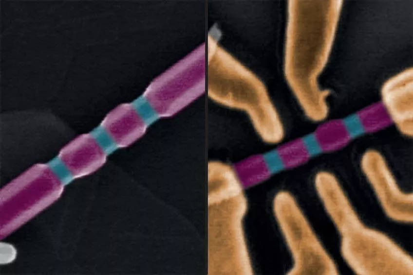 SEM photography of two quantum dots in a nanowire