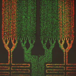 Microfluidic device sorting red and green particles. Photo: Bao Dang Ho